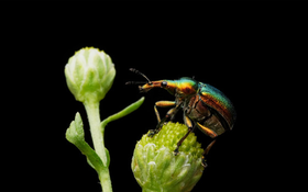 Thumbnail for Scenes from Nature's Art Exhibition