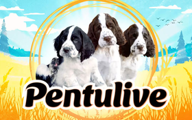 Thumbnail for Puppy Live (Format)